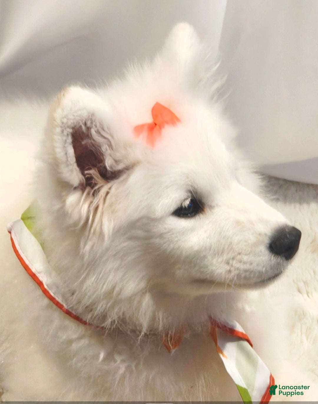 Samoyed dogs for sale: Rainbow - Ad 1