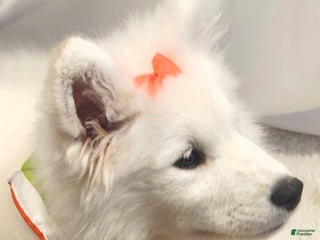 Samoyed dogs Rainbow - Ad 13
