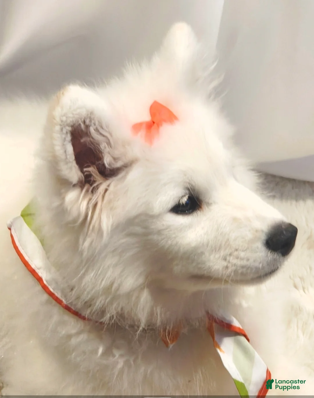 Samoyed dogs for sale: Rainbow - Ad 2