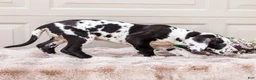 Great Dane dogs for sale: Lilly - Ad 10