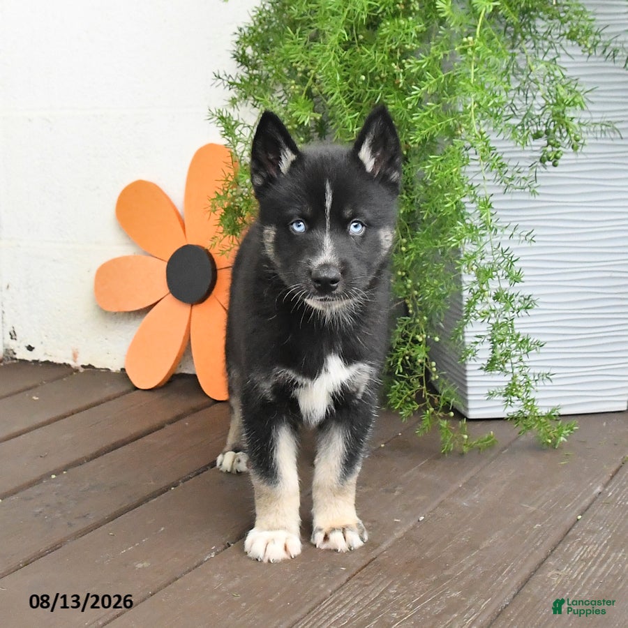 Gerberian Shepsky dogs Frisky - Ad 2