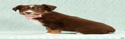 Australian Shepherd dogs for sale: Jackie - Ad 3