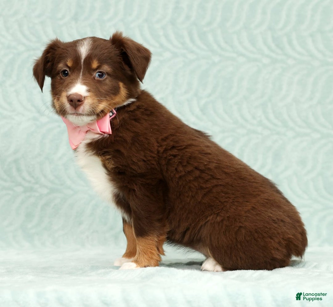 Australian Shepherd dogs for sale: Jackie - Ad 3