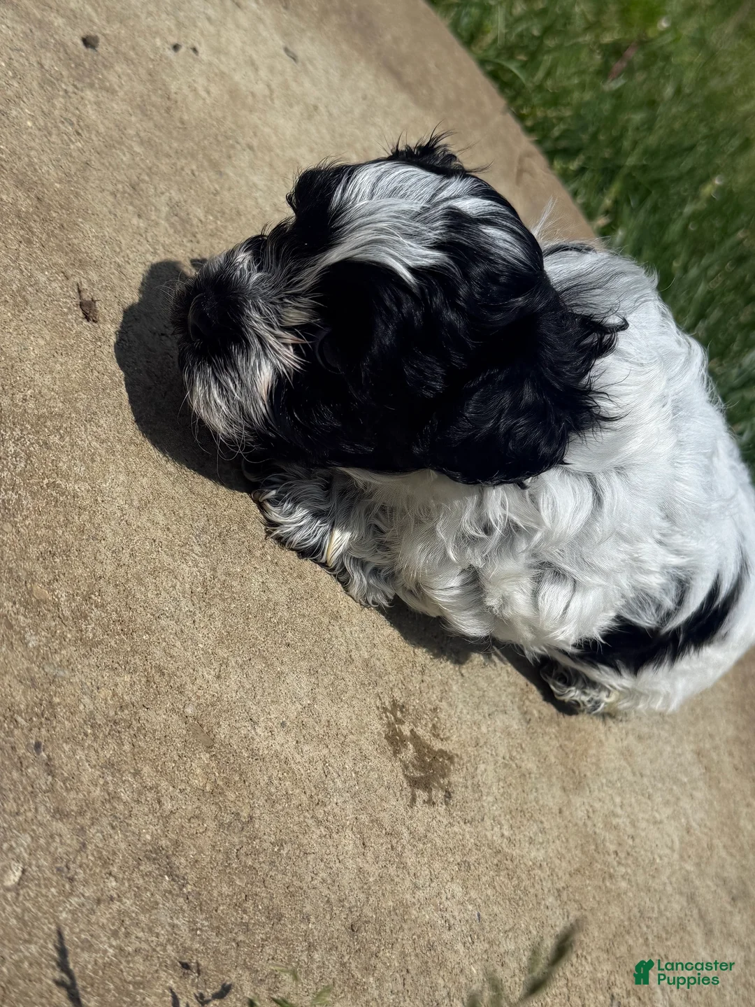 Teddy Bear dogs for sale: Teddy Bear black - Ad 2