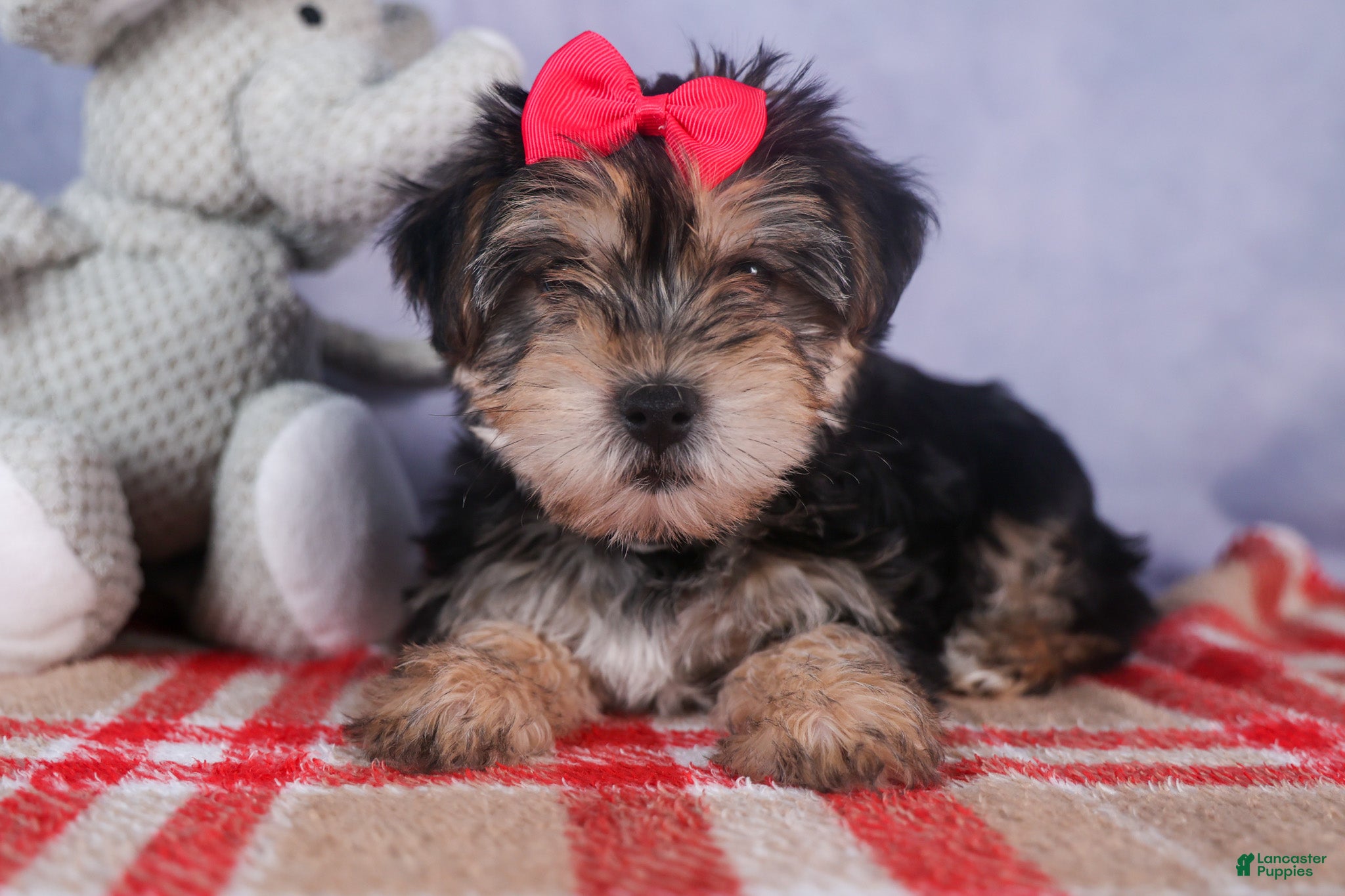 Morkie dogs Nova - Ad 1