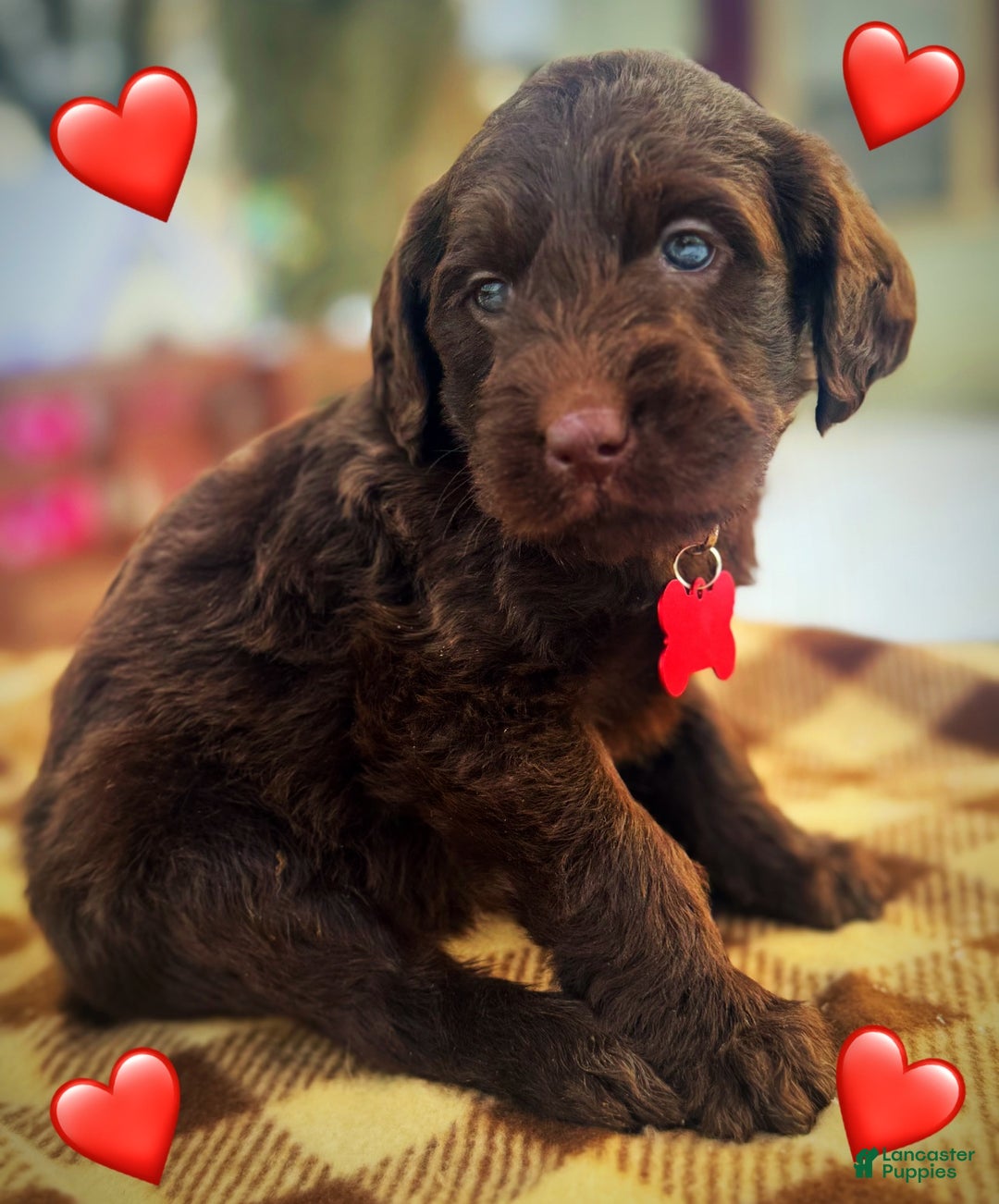 Labradoodle dogs for sale: Labradoodle Puppy 1 - Ad 3