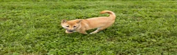 Shiba Inu dogs for sale: Jake - Ad 2