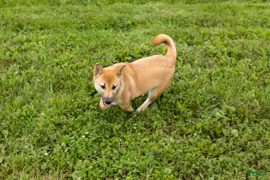 Shiba Inu dogs for sale: Jake - Ad 2