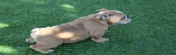 English Bulldog dogs for sale: Browny  - Ad 2
