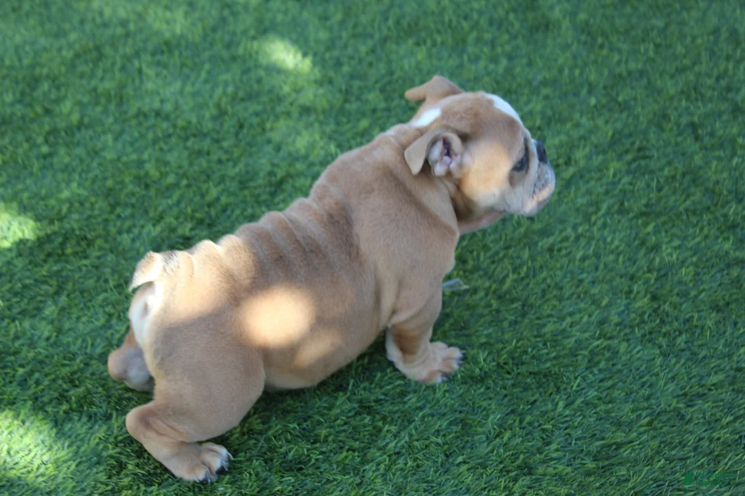 English Bulldog dogs for sale: Browny  - Ad 2
