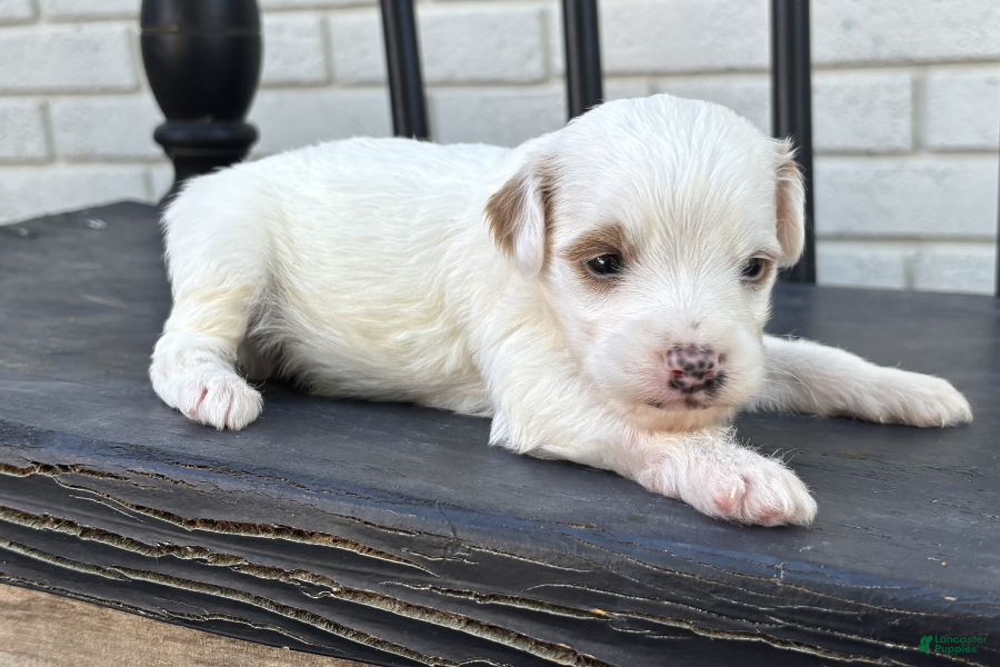 Mini Goldendoodle dogs Mascarpone - Ad 38