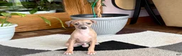 Italian Greyhound dogs for sale: Italian Greyhound male 2 Fawn  - Ad 2