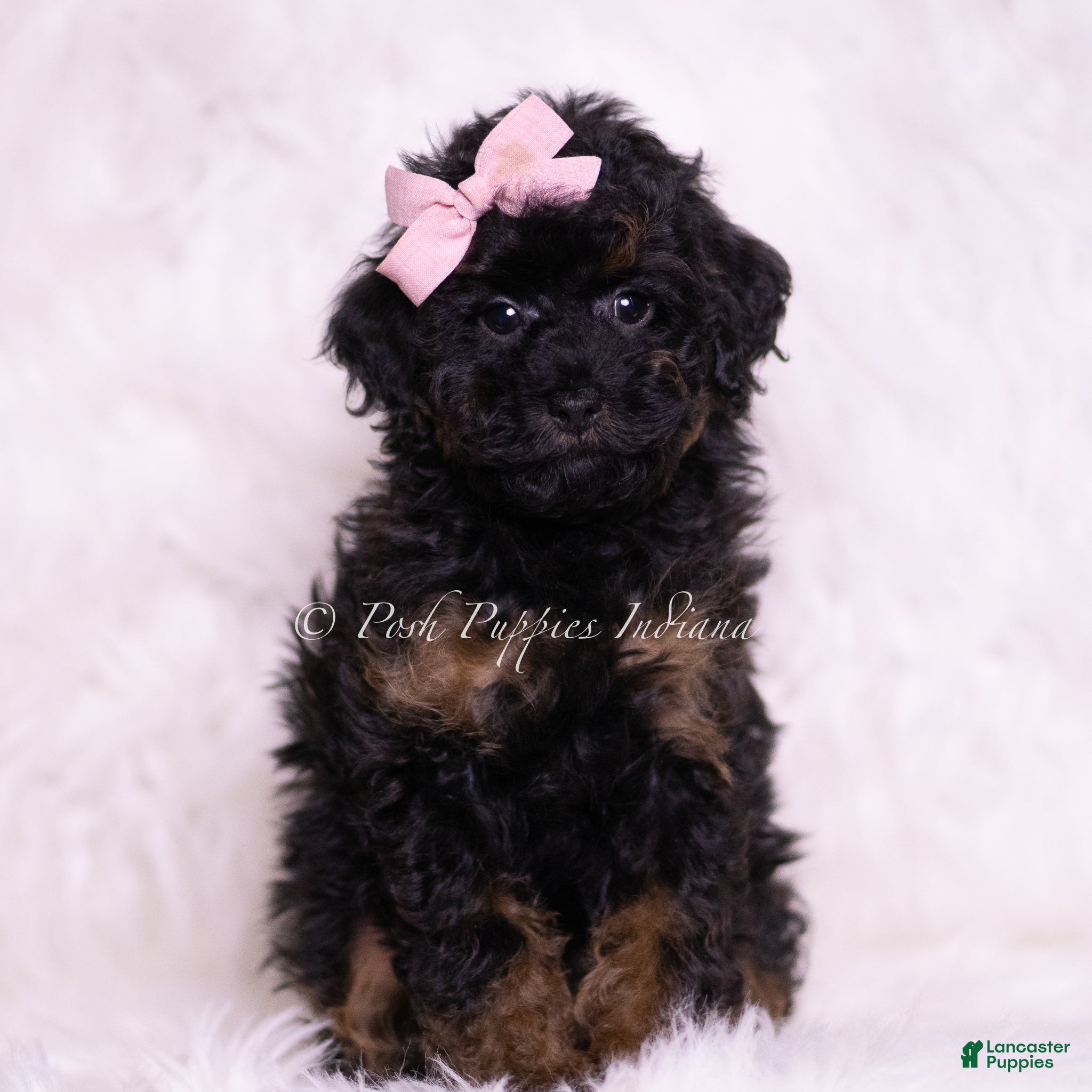 Toy Poodle dogs Dazzle - Ad 40