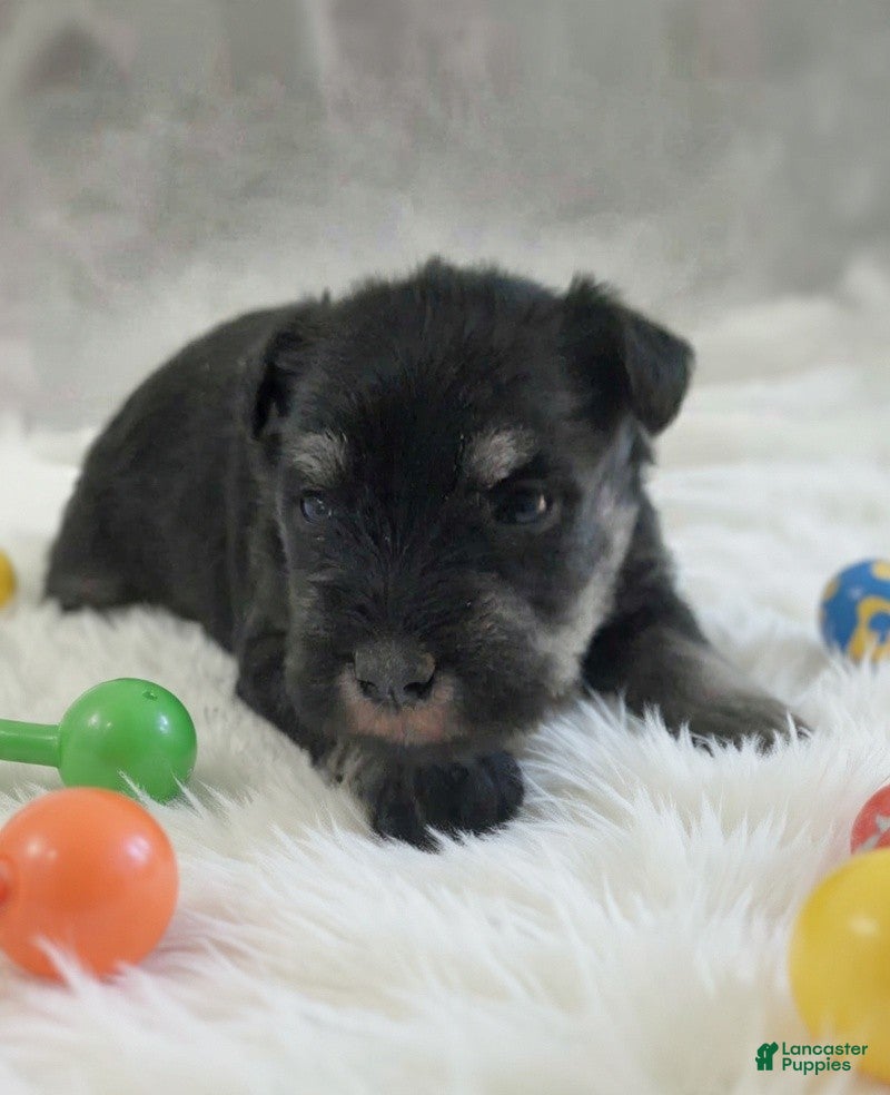 Miniature Schnauzer dogs AKC Peanut - Ad 39