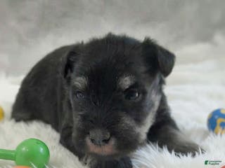 Miniature Schnauzer dogs AKC Peanut - Ad 39