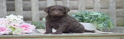 Portuguese Water Dog dogs for sale: Molly - Ad 2