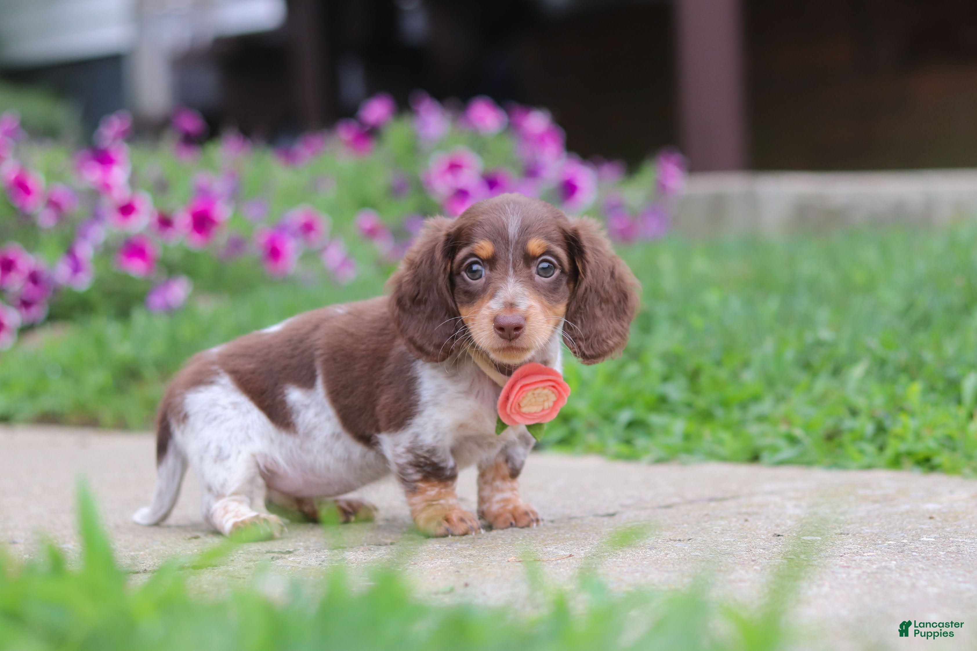 Miniature Dachshund dogs Chloe - Ad 2
