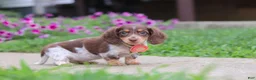Miniature Dachshund dogs for sale: Chloe - Ad 2