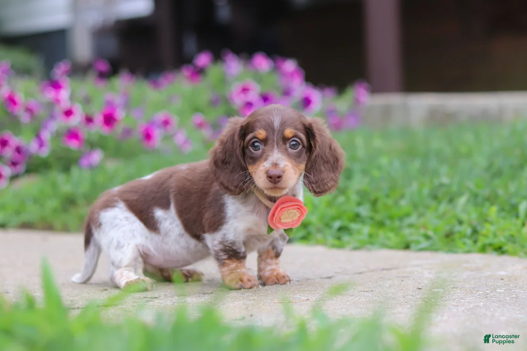 Miniature Dachshund dogs for sale: Chloe - Ad 2