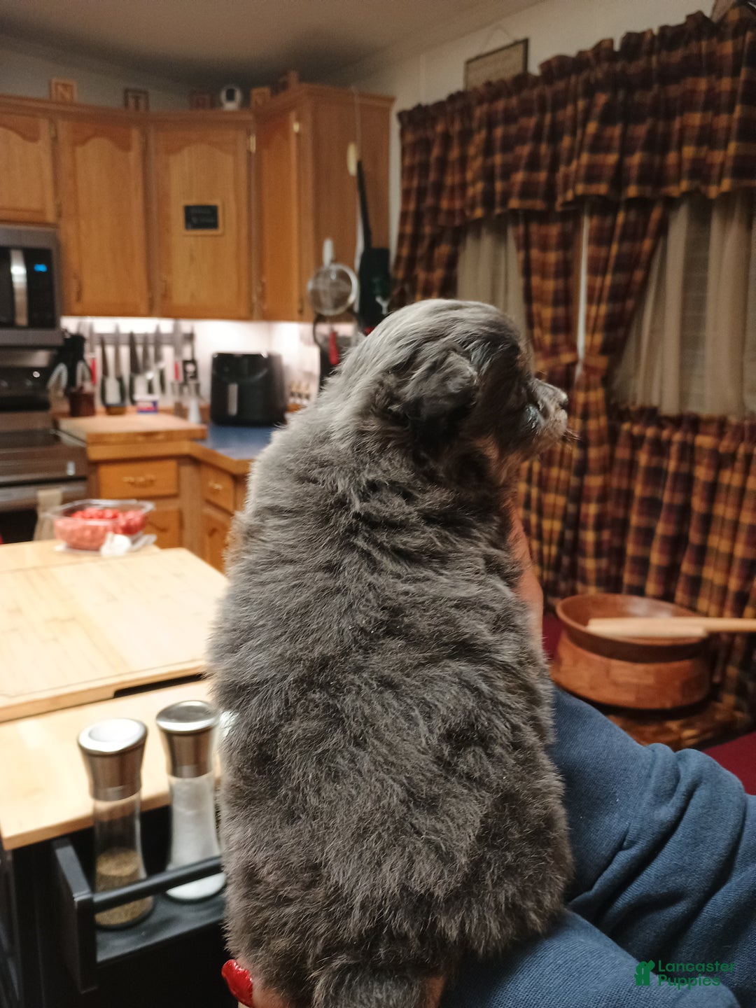 Chihuahua dogs for sale: Gizmo blue toy - Ad 4