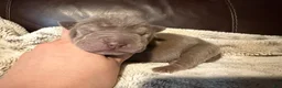 Shar Pei dogs for sale: Forest - Ad 5