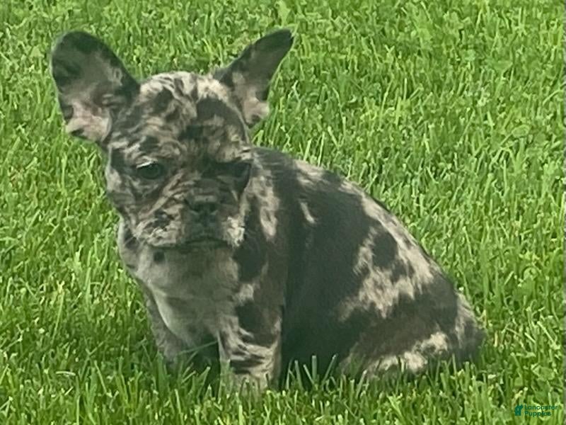 French Bulldog dogs Dash - Ad 1