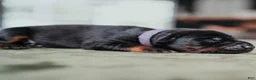 Doberman Pinscher dogs for sale: Obsidian Wildfire’s Ember - Ad 4