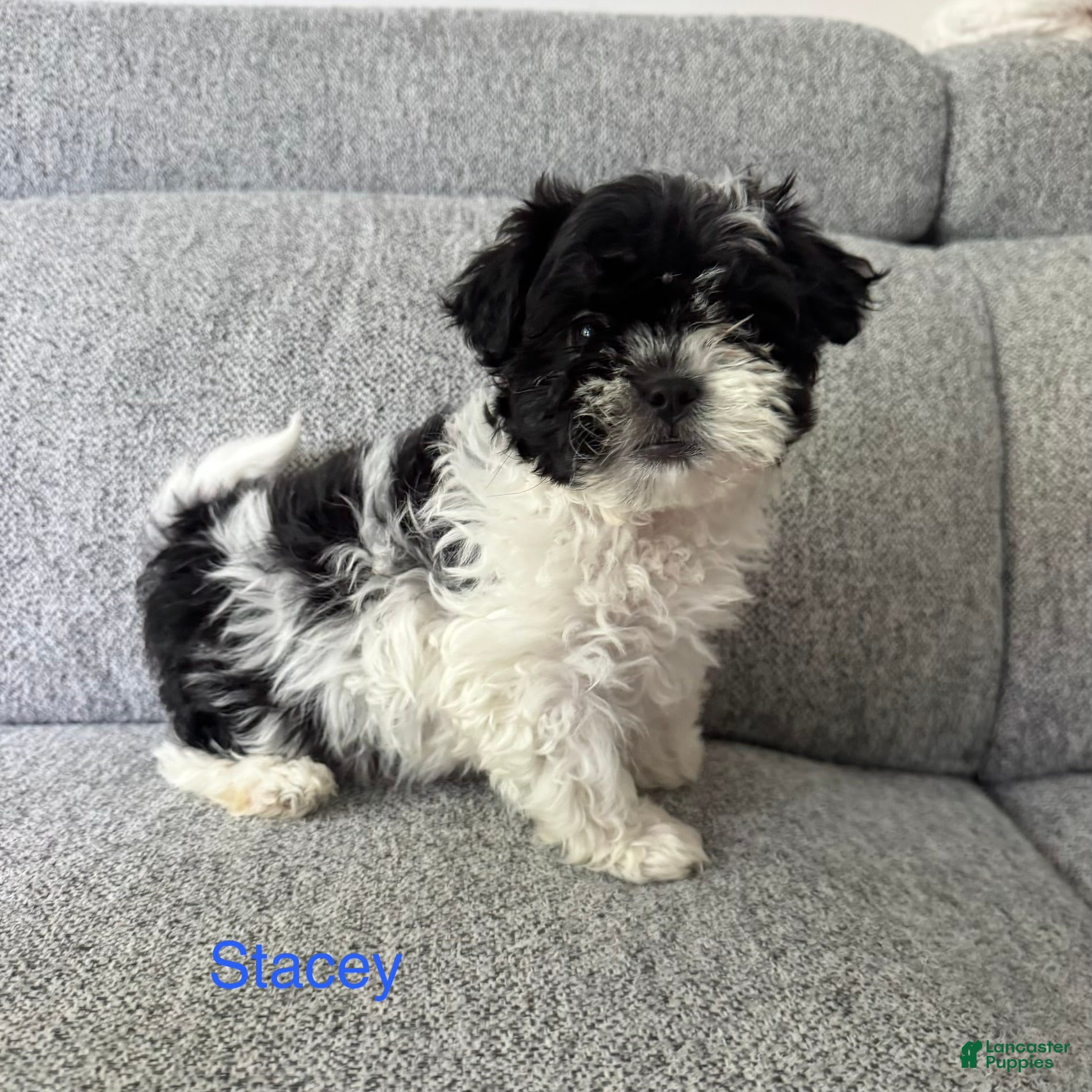 Shih Tzu dogs Stacey - Ad 32