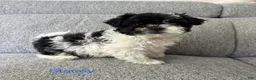 Shih Tzu dogs for sale: Stacey - Ad 1