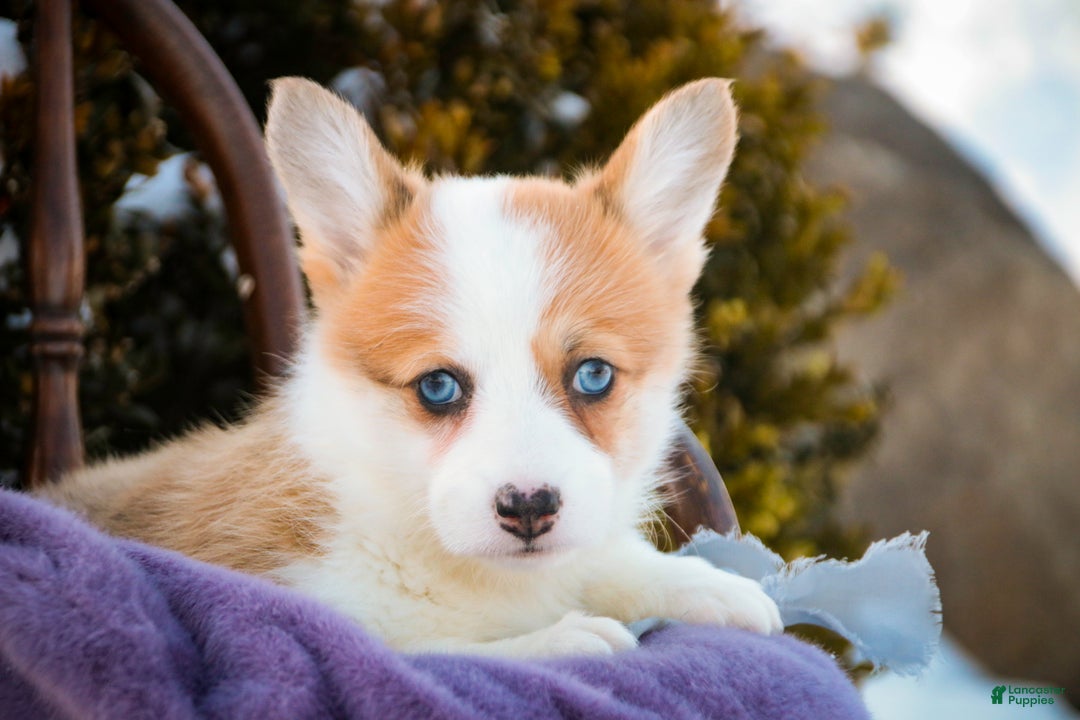 Welsh Corgi Pembroke dogs for sale: Elsa - Ad 3