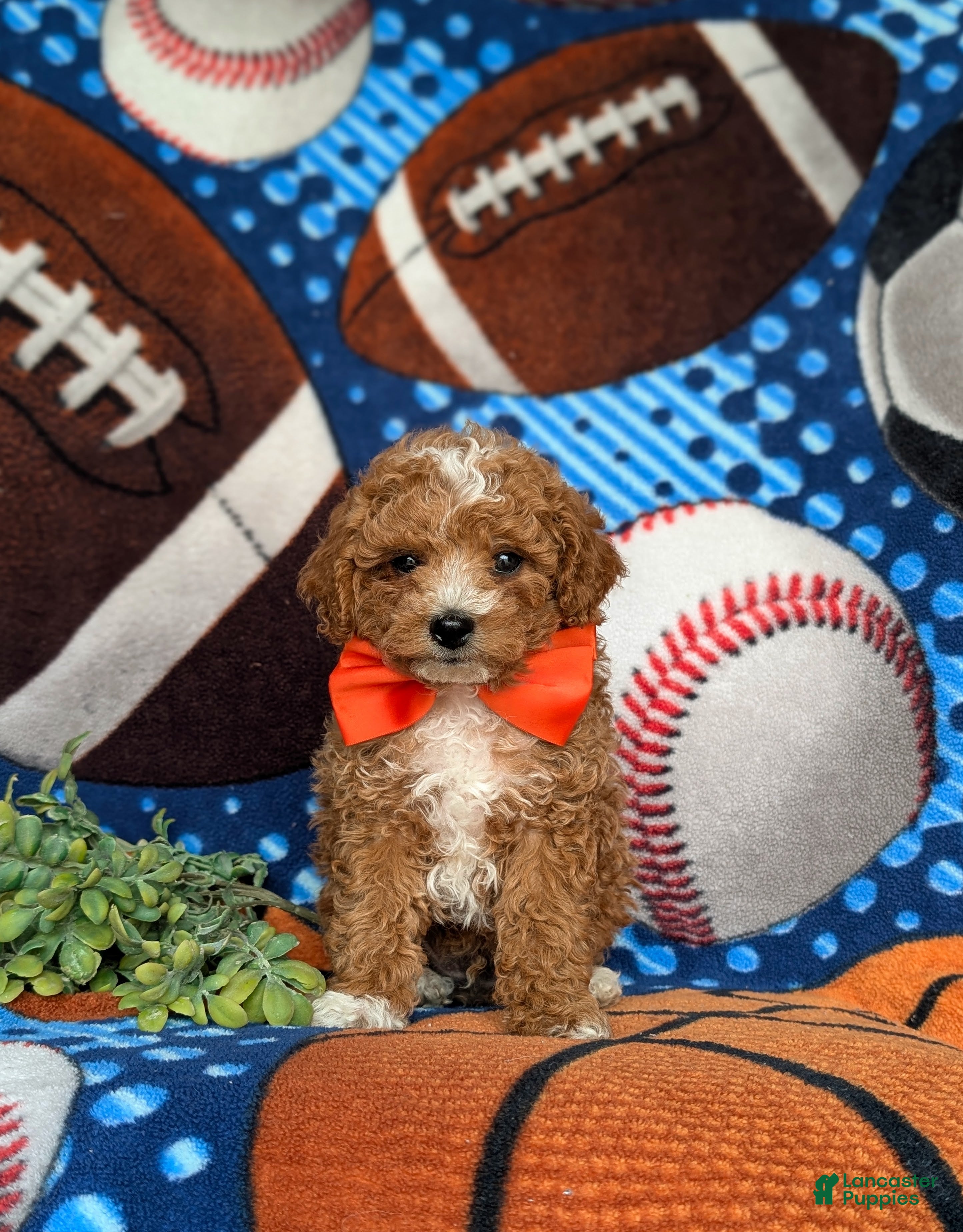 Miniature Poodle dogs Oden - Ad 2