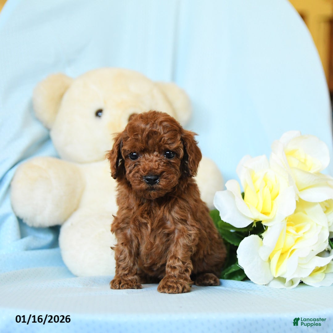 Toy Poodle dogs for sale: Wendy - Ad 2