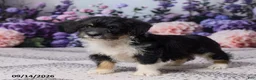 Corgipoo dogs for sale: Alice - Ad 4