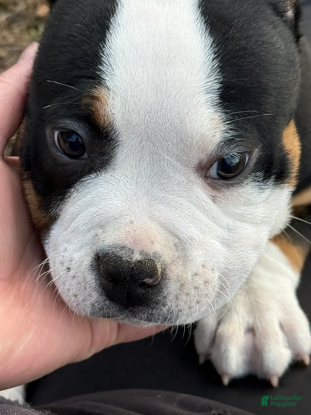 American Bully dogs for sale: Oreo - Ad 2