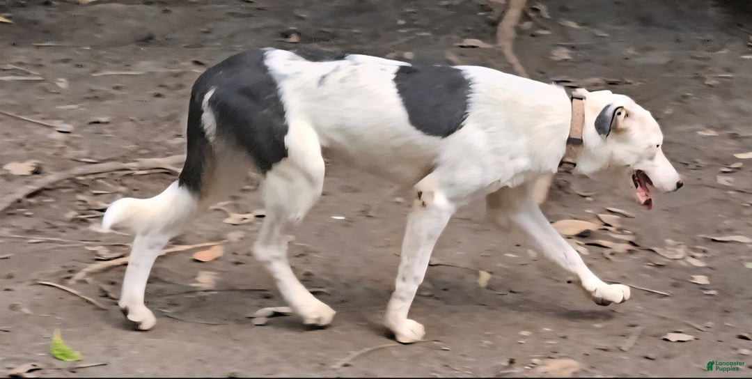 Border Collie dogs for sale: Dreami (Runt) - Ad 19