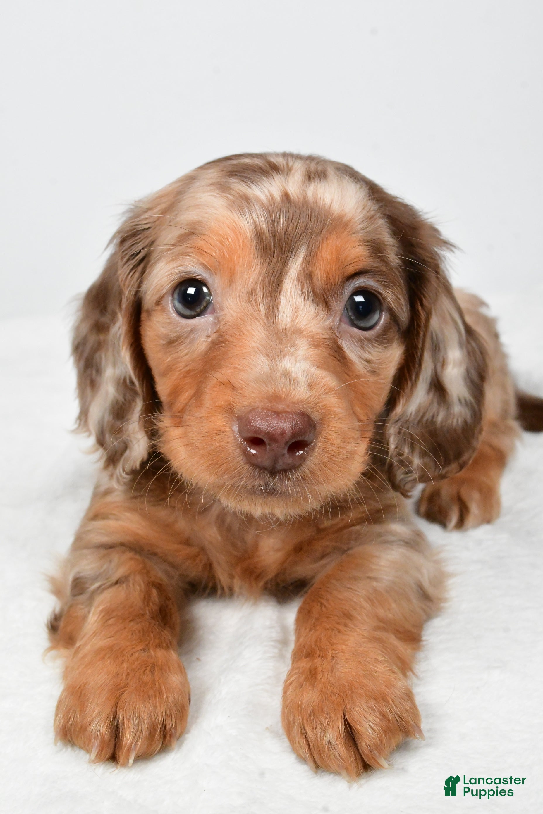 Miniature Dachshund dogs Mitchell - Ad 1