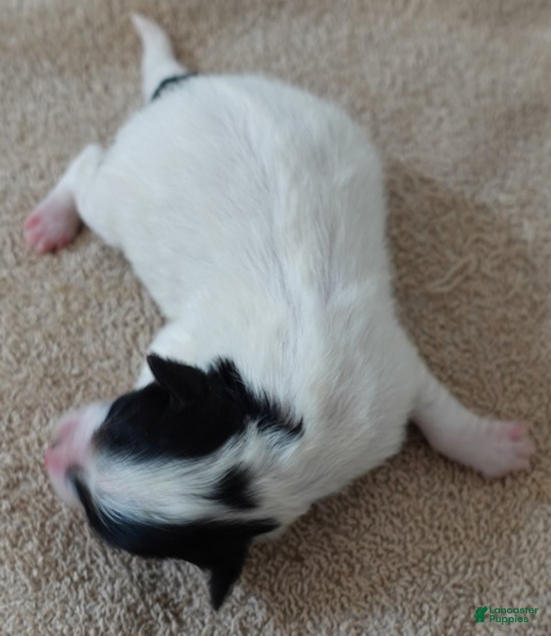 Yorkshire Terrier dogs for sale: Xena exotic parti - Ad 6