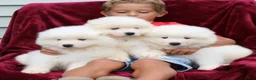 Samoyed dogs for sale: Asher - Ad 5