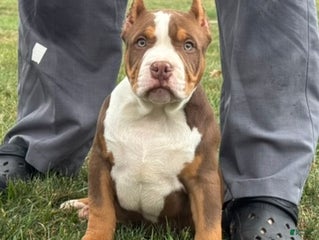 American Bully dogs - Ad 36