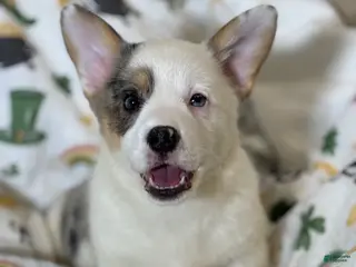 Mixed Breed dogs Van - Ad 10