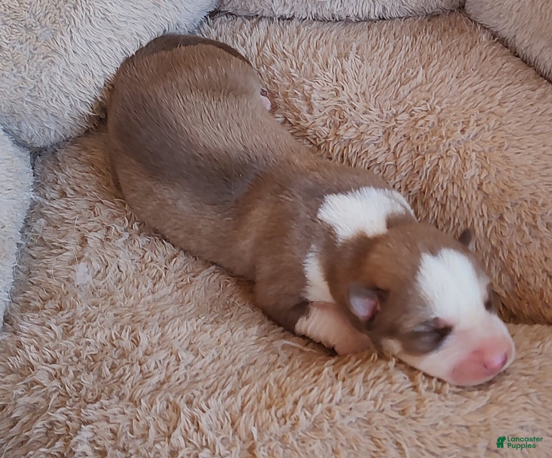 Siberian Husky dogs for sale: Siberian Husky Puppy 7 - Ad 4