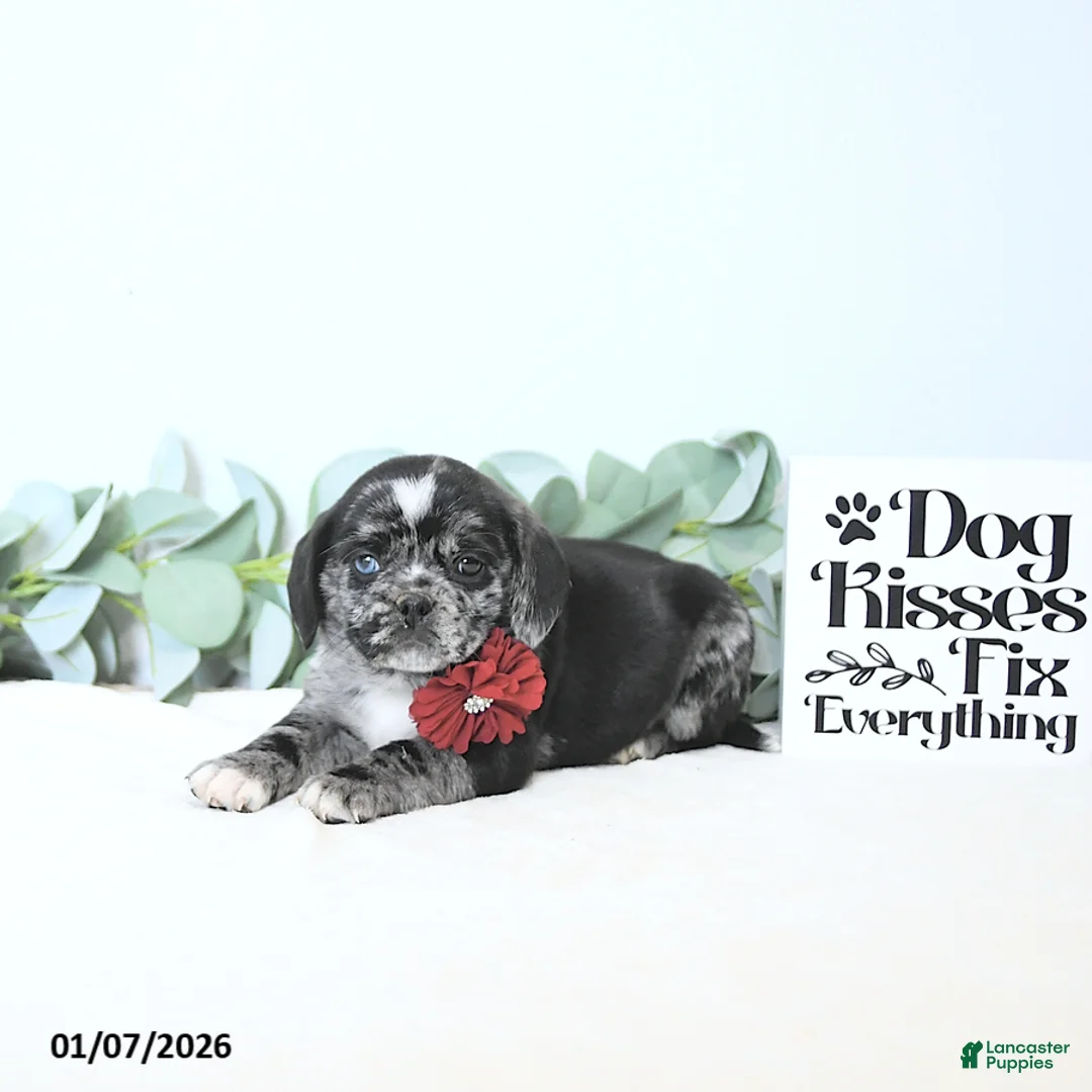 Puggle dogs for sale: Gemma - Ad 5