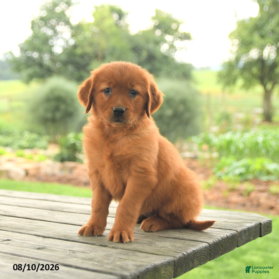 Golden Retriever dogs Zoey - Ad 2