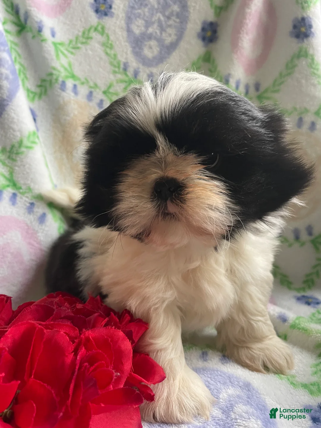 Shih Tzu dogs for sale: Frankie - Ad 2