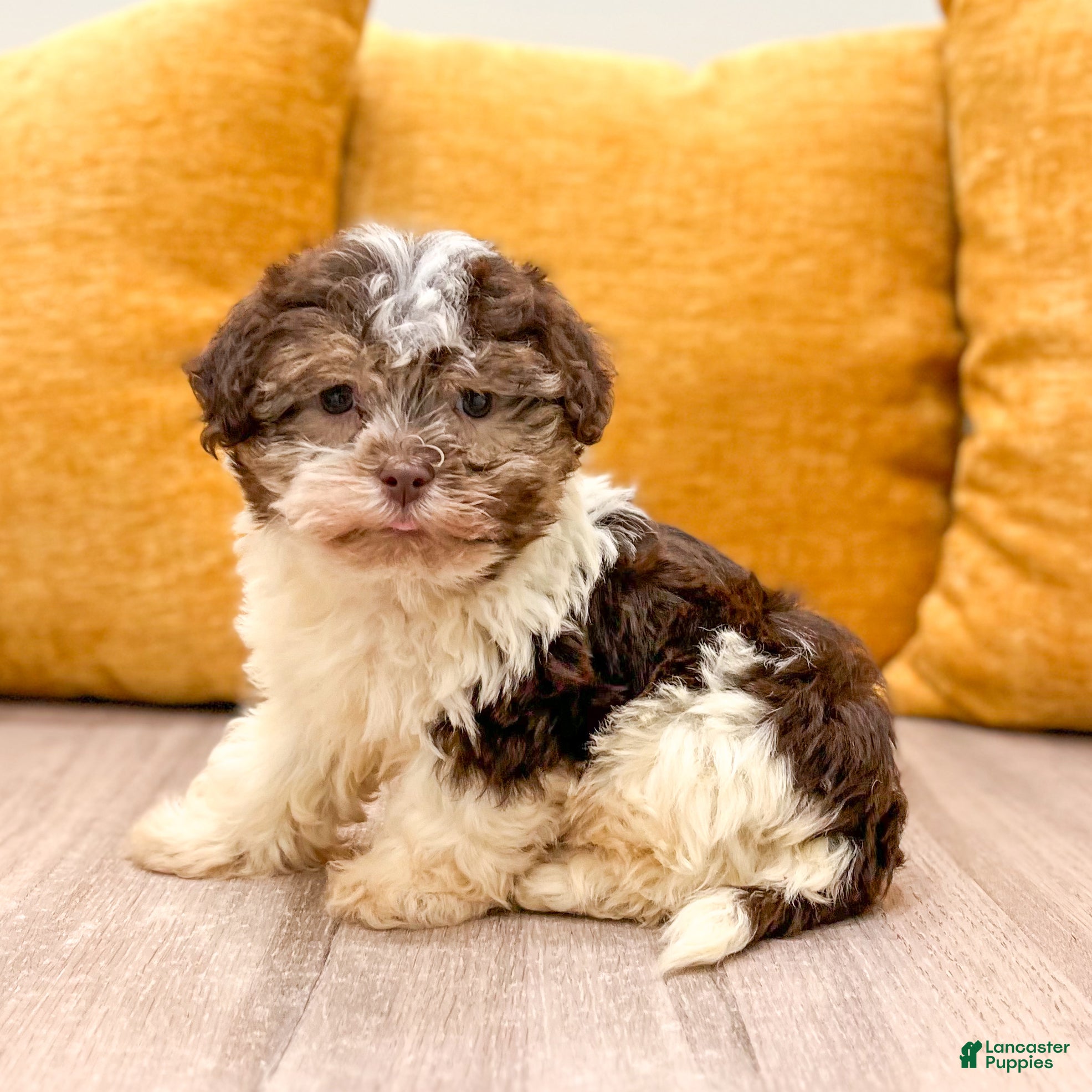 Havanese dogs Max - Ad 1
