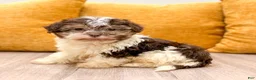 Havanese dogs for sale: Max - Ad 1