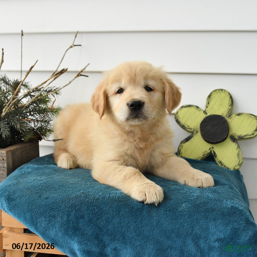 Golden Retriever dogs Millie - Ad 1