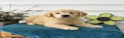 Golden Retriever dogs for sale: Millie - Ad 1