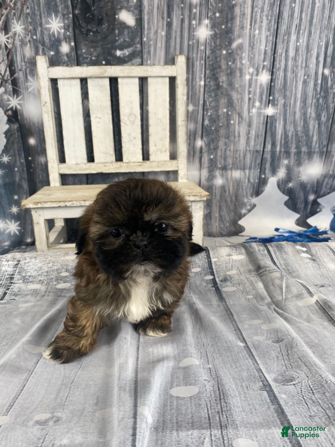 Shih Tzu dogs for sale: Mochi - Ad 2