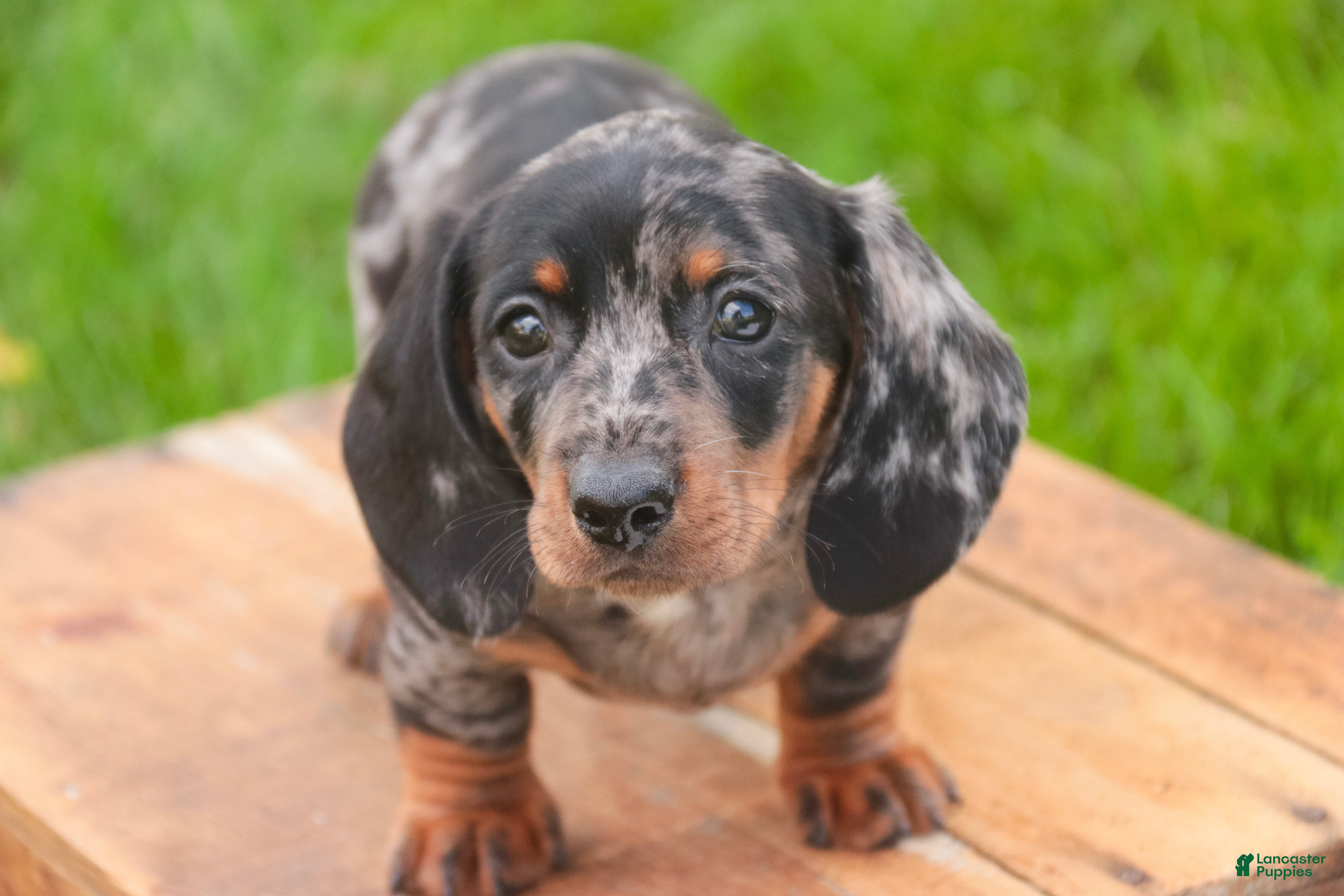 Miniature Dachshund dogs Garrett Miniature Dachshund  - Ad 2